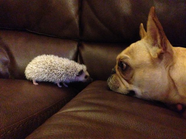 超可愛い動物たちに癒される写真