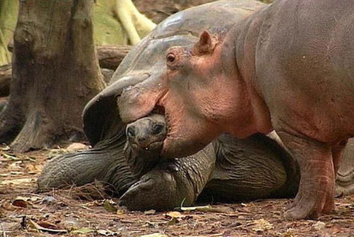 赤ちゃんカバと親友の１３０歳のカメ 