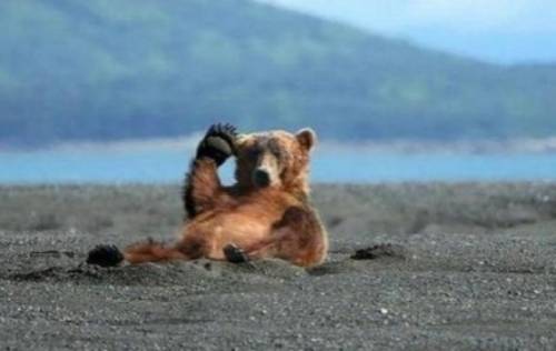かわいい動物たちが手を振って「バイバイ」の動作する写真
