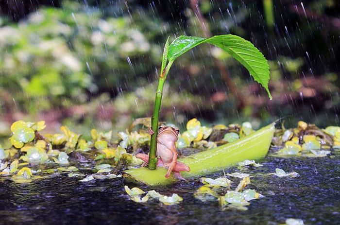 野生の生き物が本当に美しすぎた写真