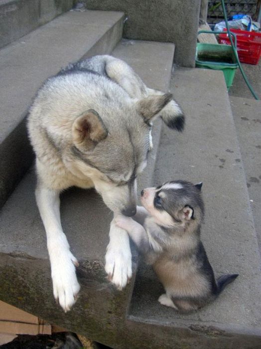 癒される動物の親子写真