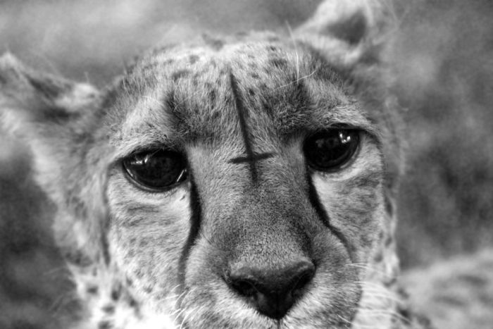 アフリカの野生動物たちの画像