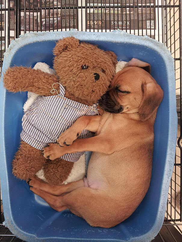 ぬいぐるみと眠る可愛い動物たちの写真