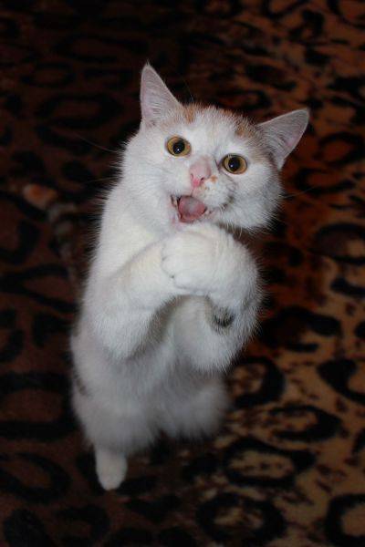 元気になれる動物の画像