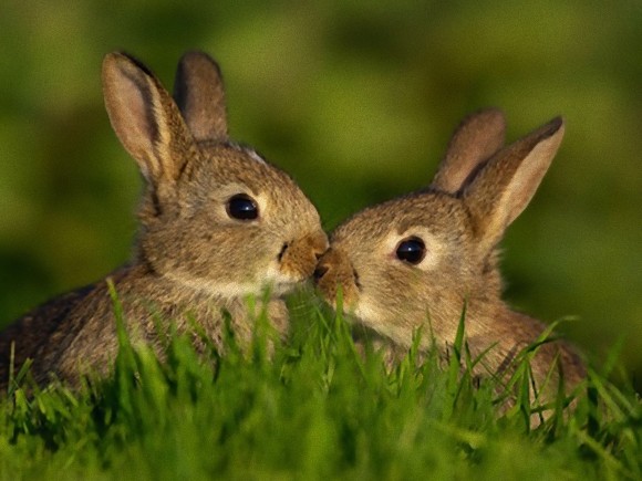 動物たちがキスする写真