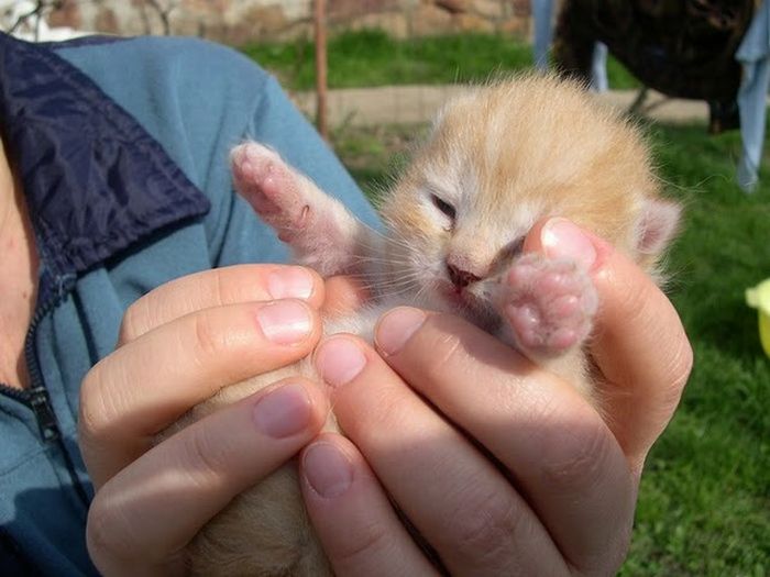 可愛すぎる動物の赤ちゃんの写真