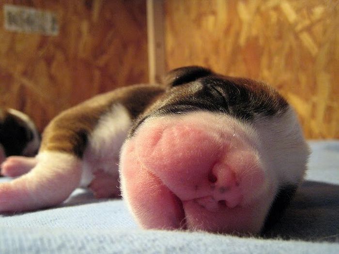 可愛すぎる動物の赤ちゃんの写真