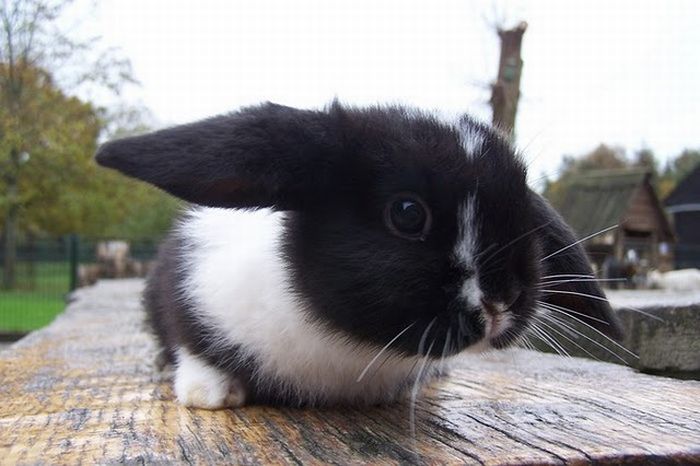 可愛すぎる動物の赤ちゃんの写真