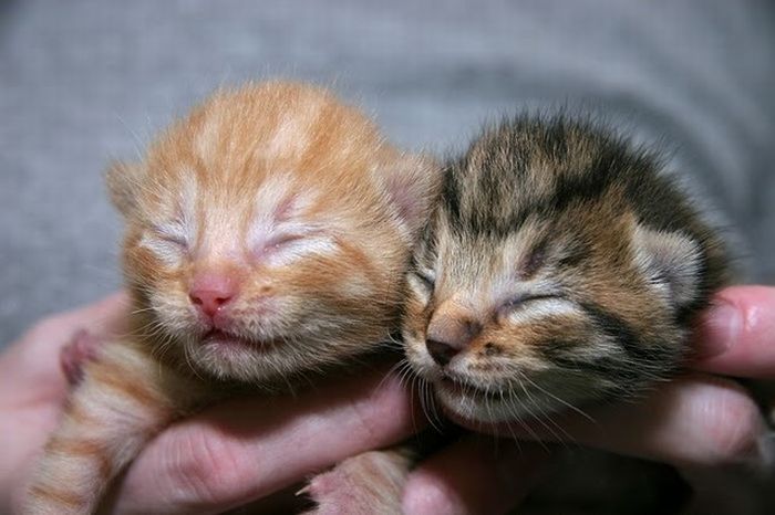 可愛すぎる動物の赤ちゃんの写真