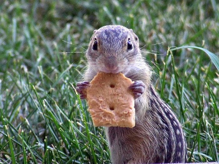 可愛すぎる動物の赤ちゃんの写真
