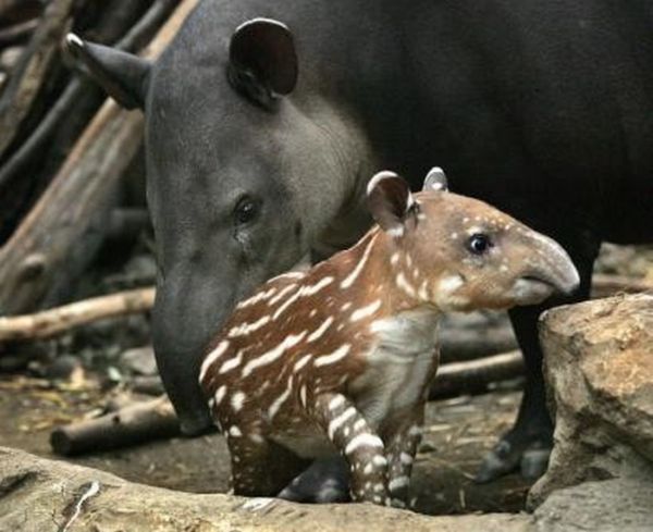 可愛すぎる動物の赤ちゃんの写真