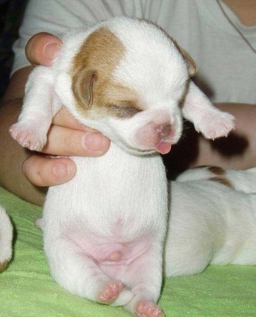 可愛すぎる動物の赤ちゃんの写真