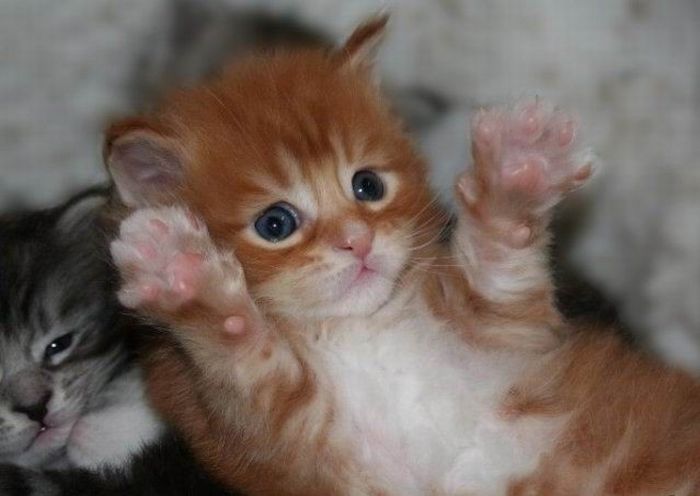 可愛すぎる動物の赤ちゃんの写真