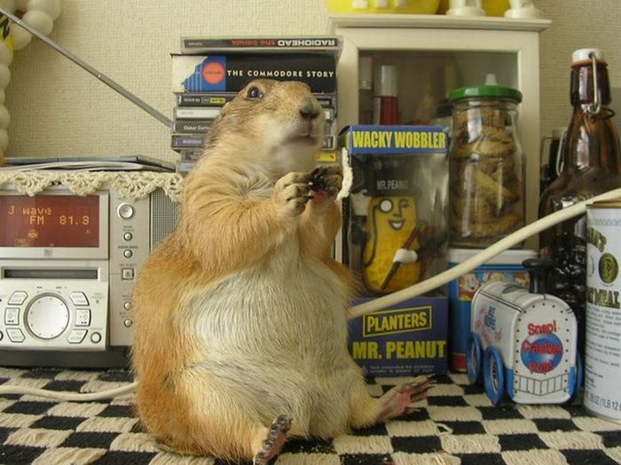 本当に可愛らしい動物の写真