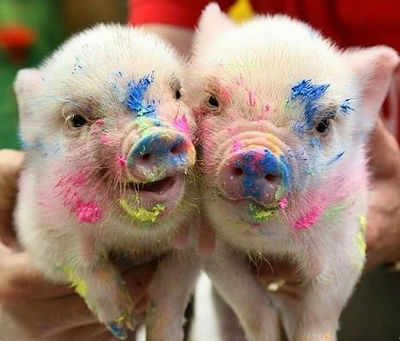 かわいい動物の赤ちゃんたちの写真いろいろ