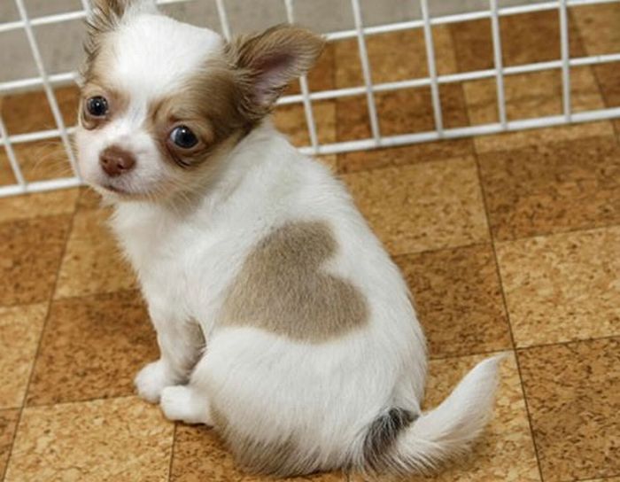 本当に可愛らしい動物の写真