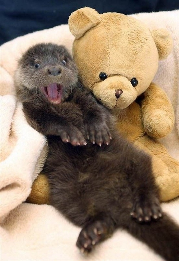君たちに会いたがっている可愛い動物の写真