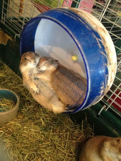 思わず微笑んでしまう可愛い動物達の写真