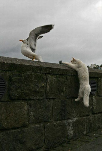 猫に狙われた完全ロックオンされた写真