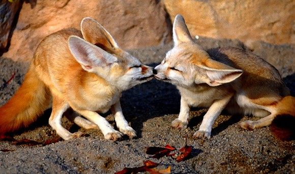 動物たちがキスする写真