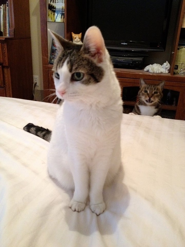 写真に写りたくてしょうがない動物たち