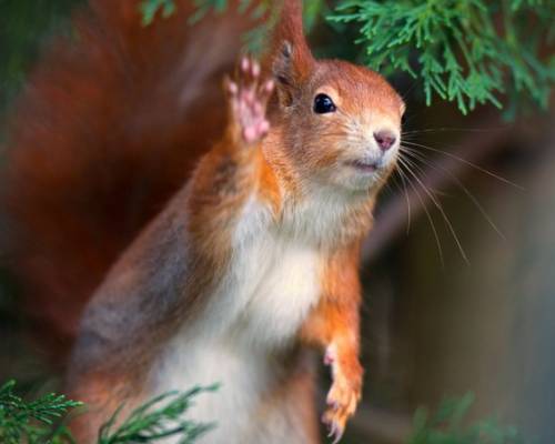 かわいい動物たちが手を振って「バイバイ」の動作する写真