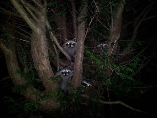 動物たちが秘密を見られてカメラに反応してる写真