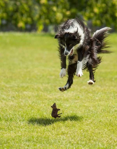 驚きを隠せない動物たちの写真