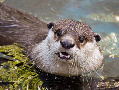 ポカーンとした表情の動物の画像