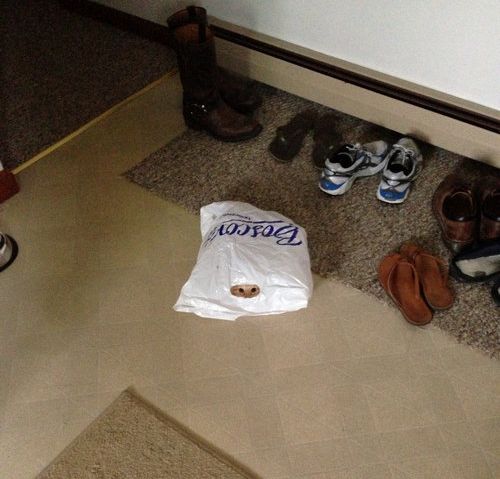「かくれんぼ」している動物たちの可愛い写真