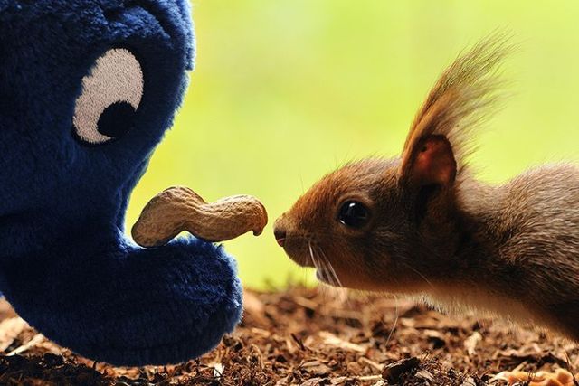 無茶苦茶かわいい動物たちに癒される写真