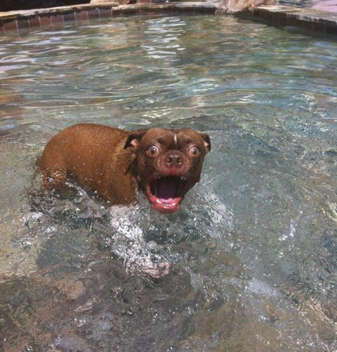 何かにおびえるキュートな動物たちの写真