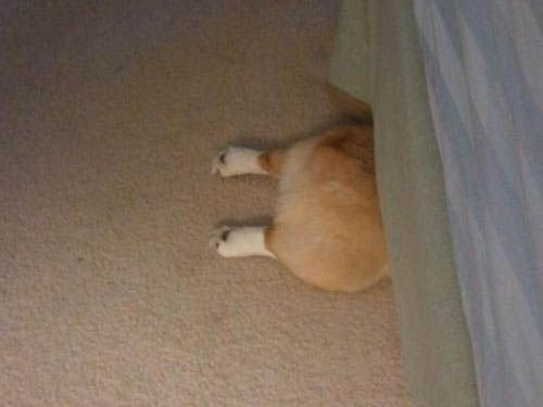 犬さんは、隠れるのが苦手！！と実感する写真