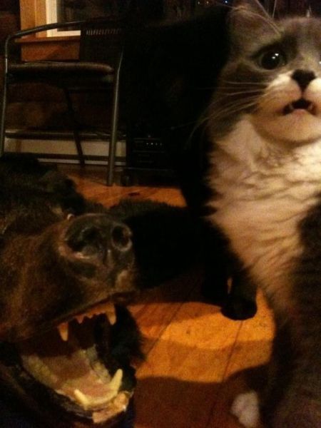 可愛すぎて一緒に笑っちゃう動物たちの写真