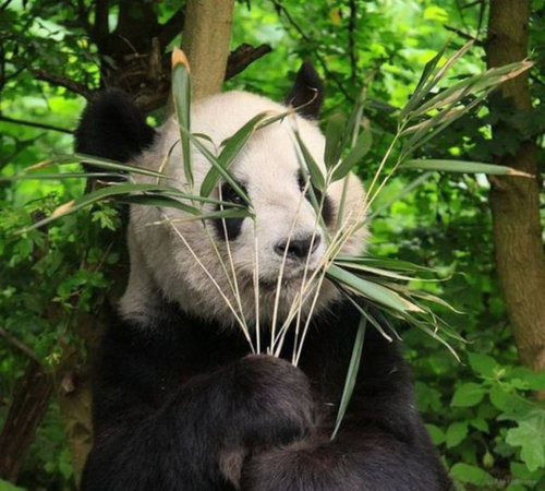 「かくれんぼ」している動物たちの可愛い写真