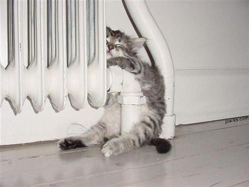 猫が寝ている姿が本当に可愛らしい写真