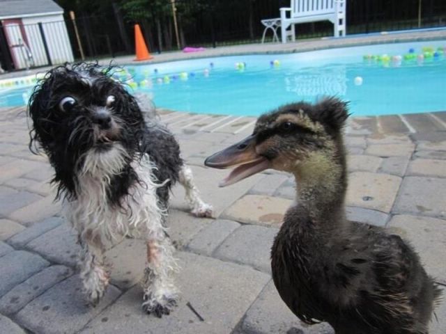 可愛すぎて一緒に笑っちゃう動物たちの写真