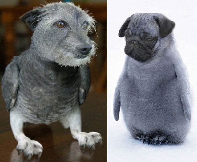 犬と鳥を混ぜるとコレジャナイ感が半端ないことが判明した写真