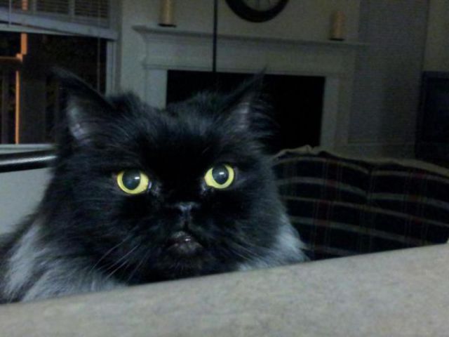 猫や犬の視線を感じる画像