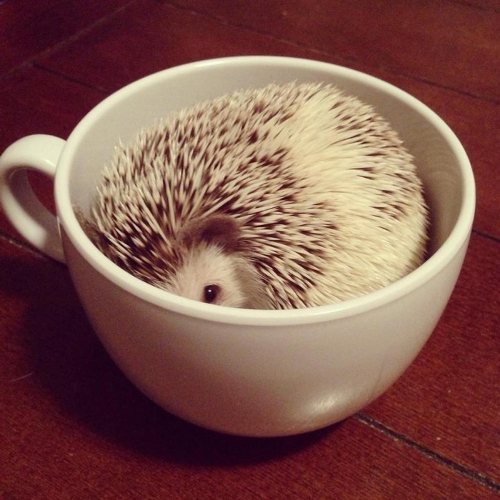 そのまま飲み干したくなるカップ入り動物の写真