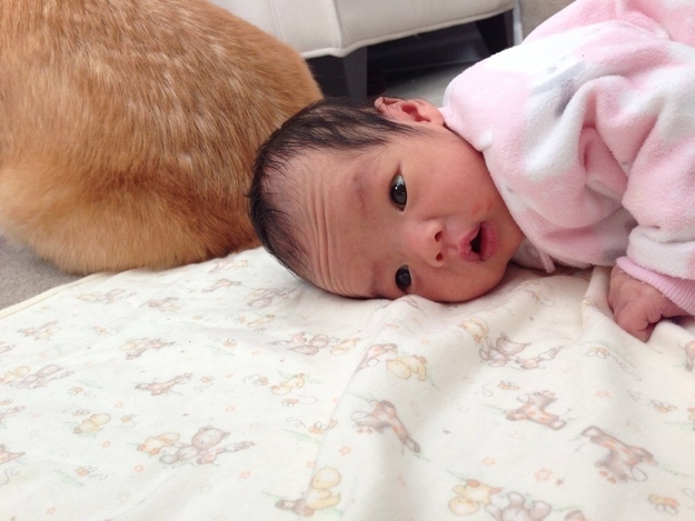 ものすごく赤ちゃんの面倒を見るコーギーの写真