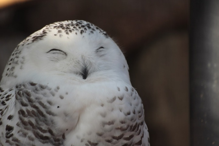可愛いフクロウさんの写真