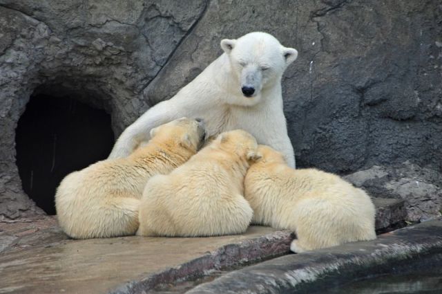 超可愛い動物たちに癒される写真