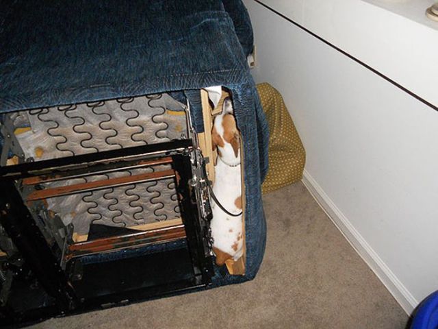 家具の間にはまっている犬と猫の可愛い写真