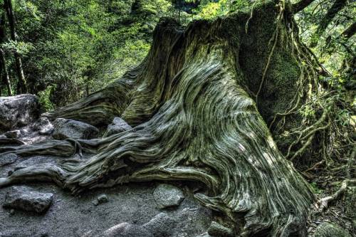 屋久島の神秘的自然が美しすぎる写真