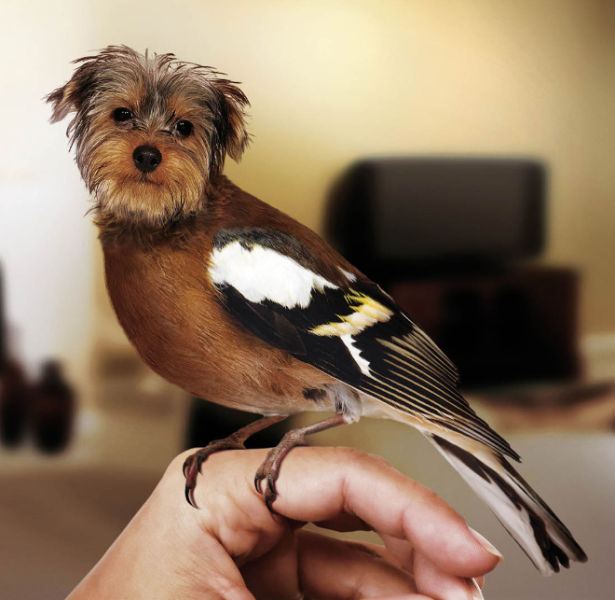 犬と鳥を混ぜるとコレジャナイ感が半端ないことが判明した写真