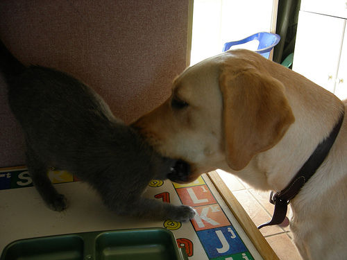 本当は仲良し？犬と猫が喧嘩している写真