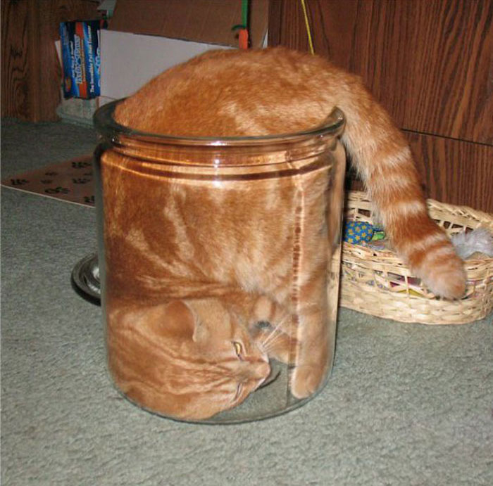 まるで液体のようなネコの写真