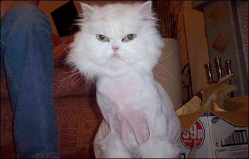 ヘアカットで失敗した惨めな動物たち