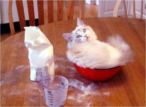 犬や猫たちの困ったいたずら写真